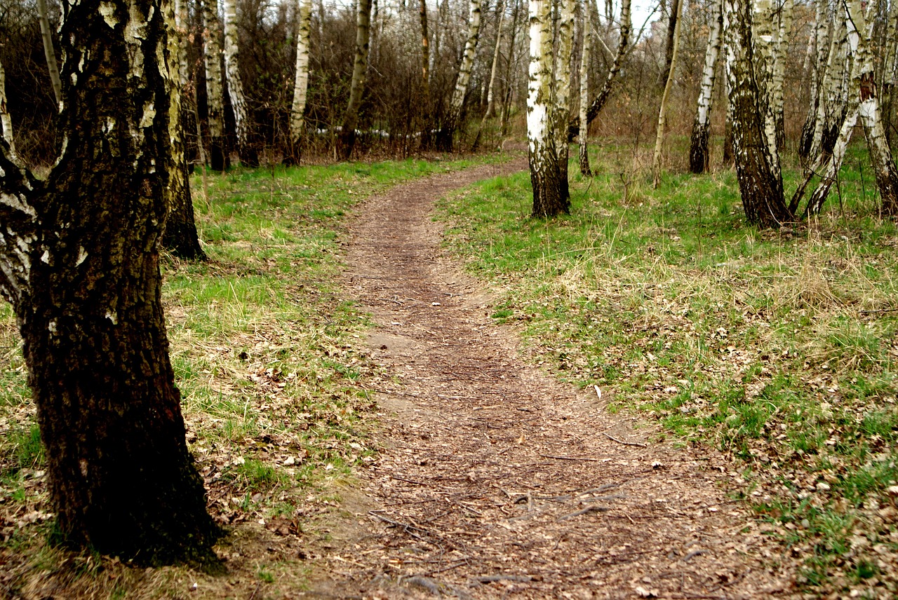 way trodden spring free photo