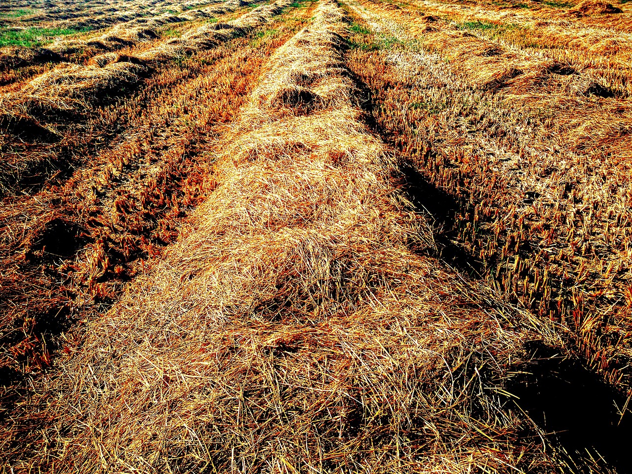 way countryside field free photo