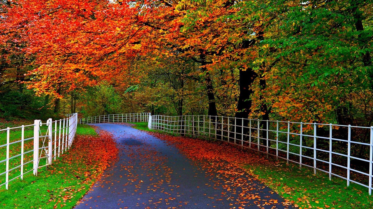 way tree plant free photo