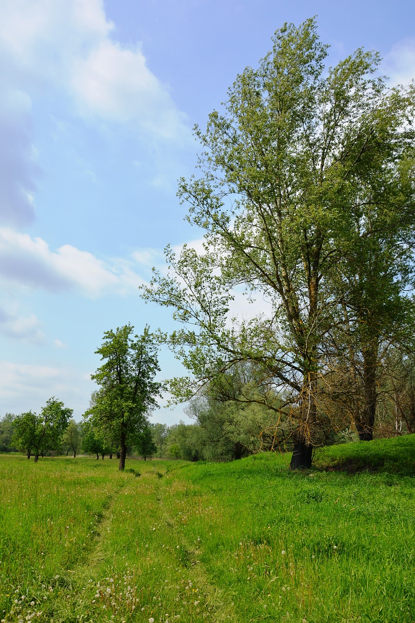 way meadow landscape free photo