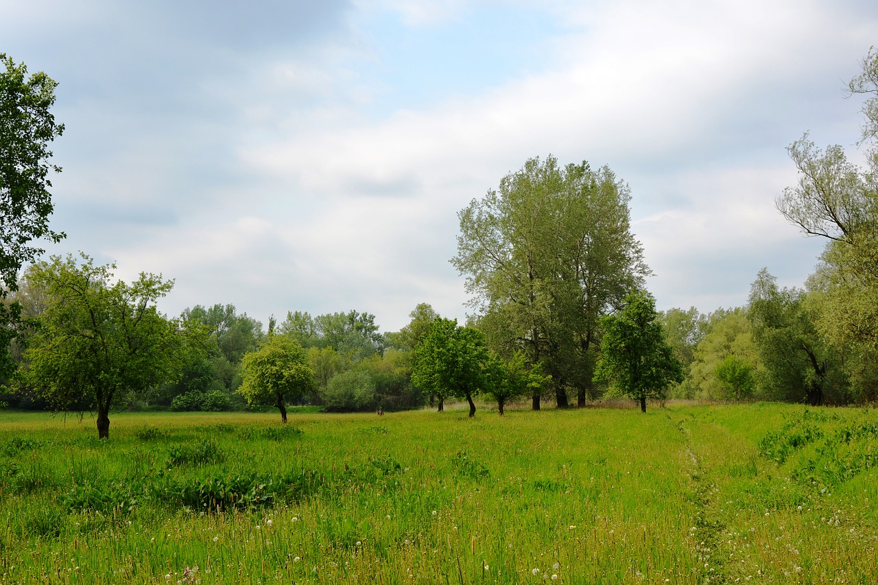 way meadow landscape free photo