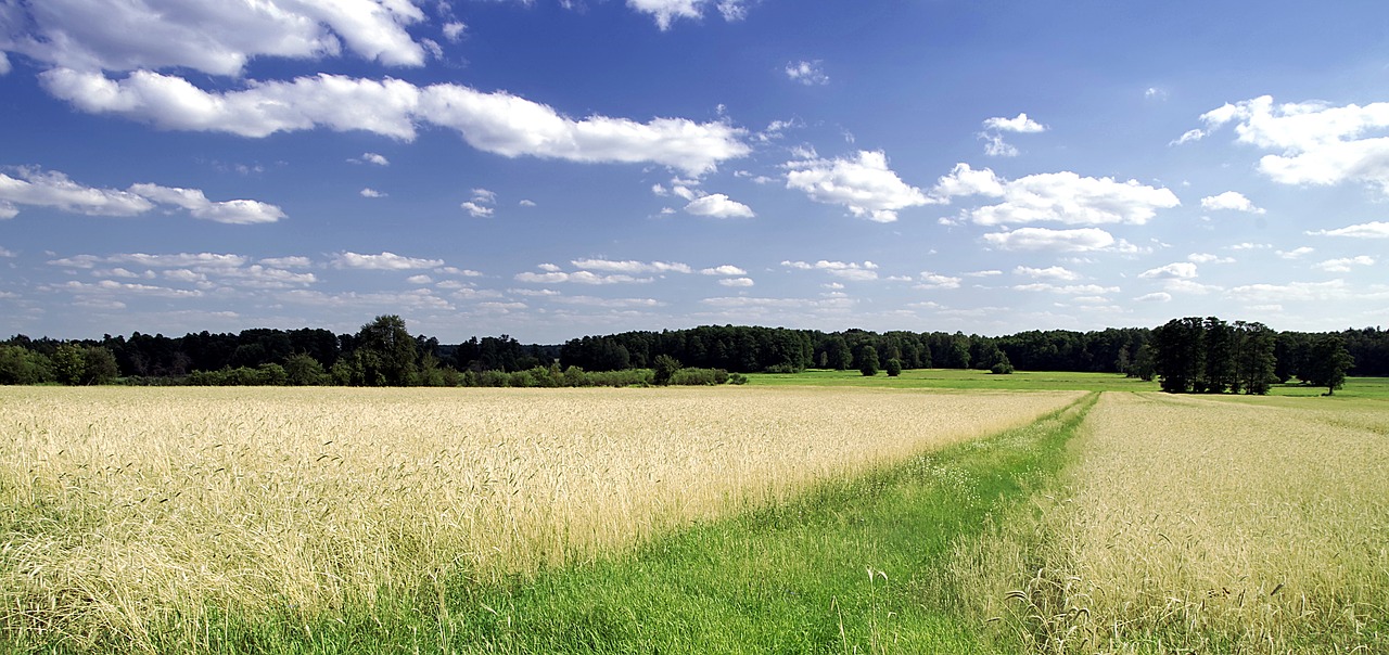 way field the path free photo