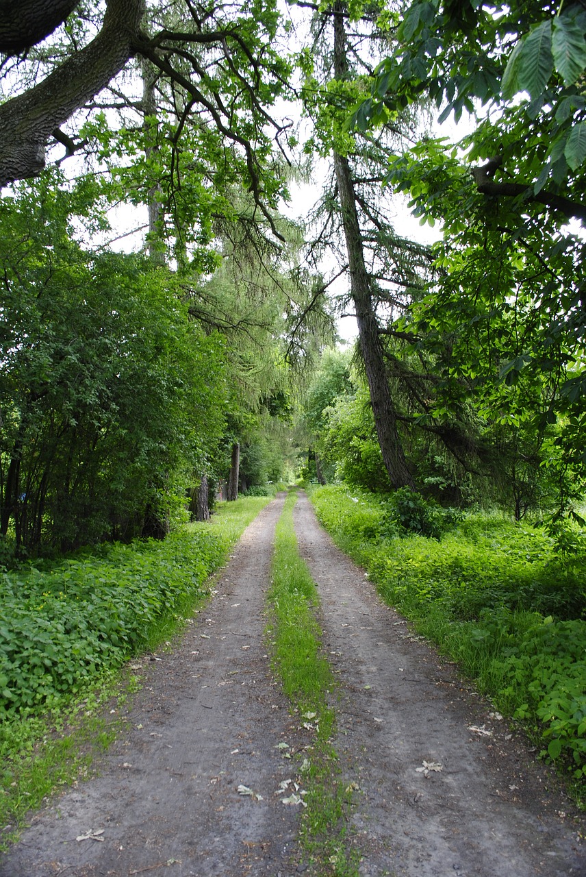 way forest tree free photo