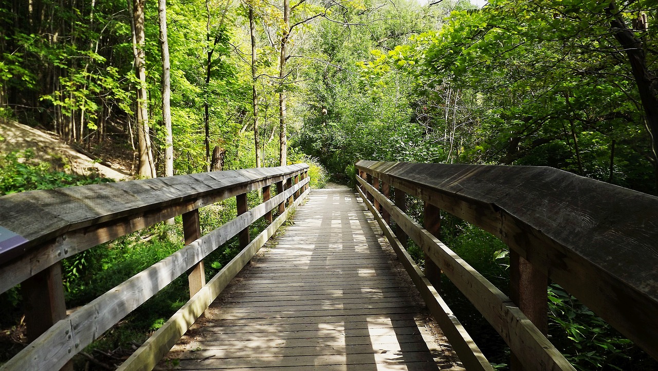 way forest bridge free photo