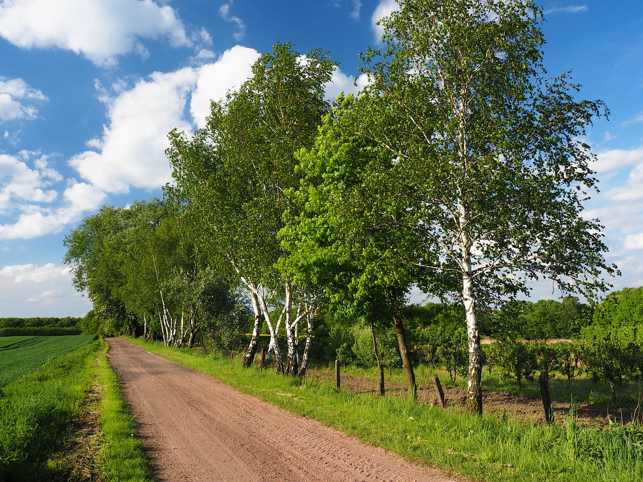 way birch village free photo