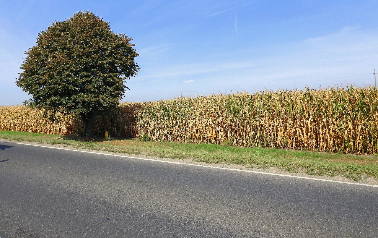 way  field  corn free photo