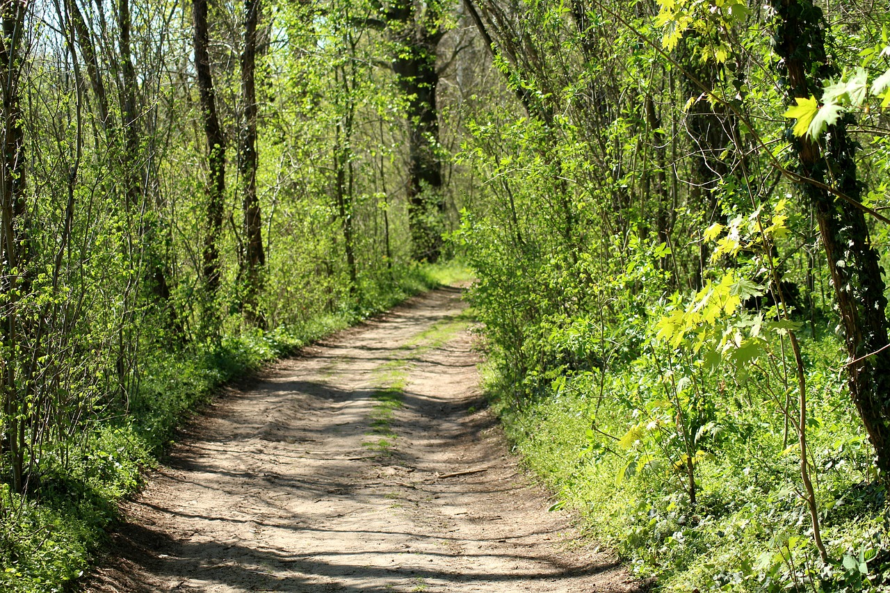 way  spring  forest free photo