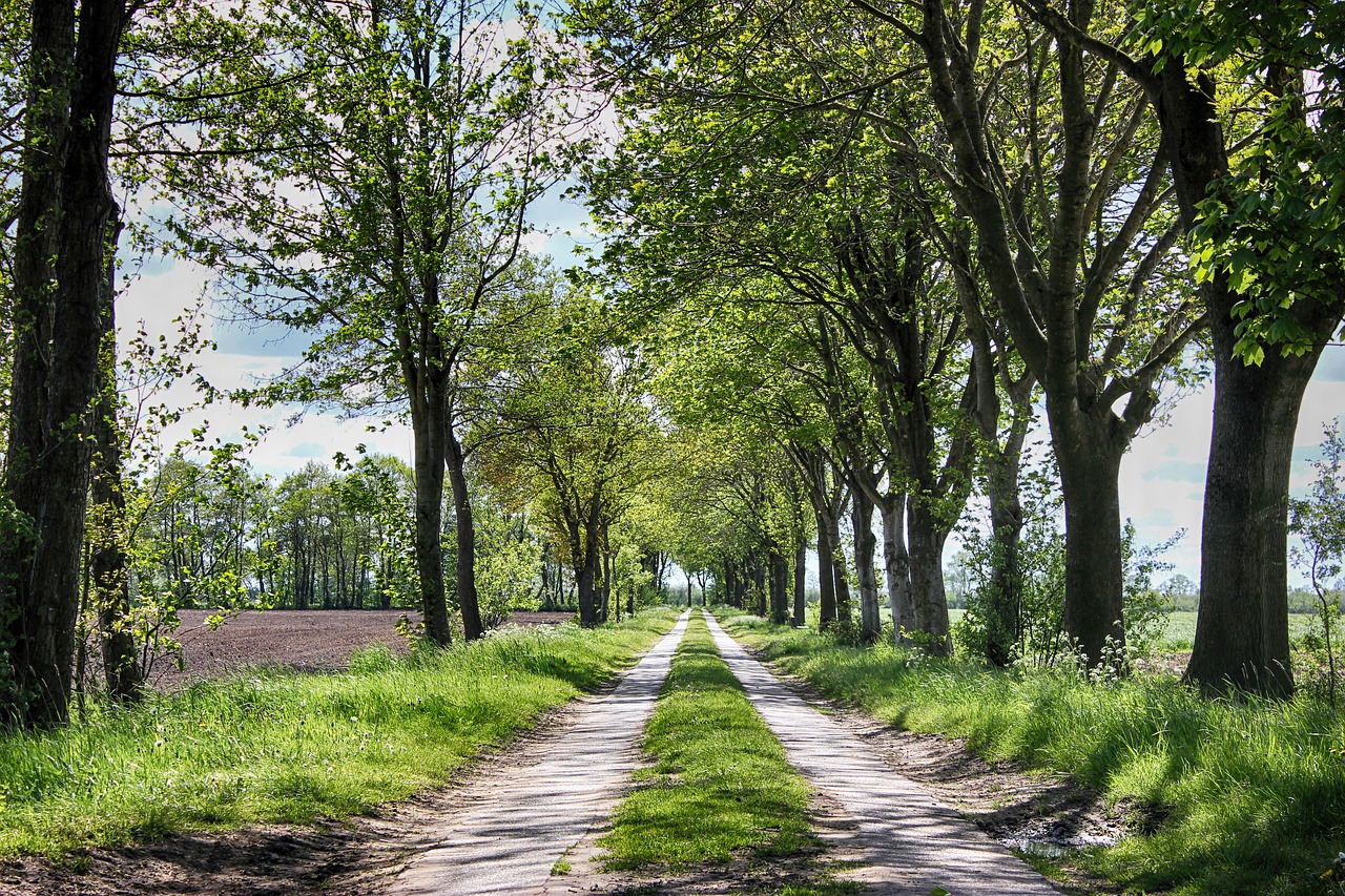 way  trees  sky free photo