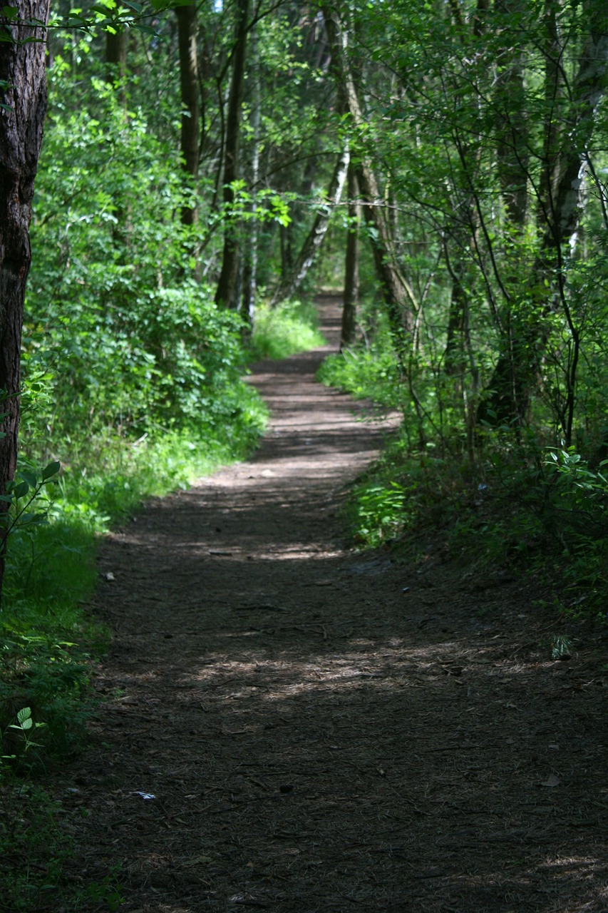way the path forest free photo