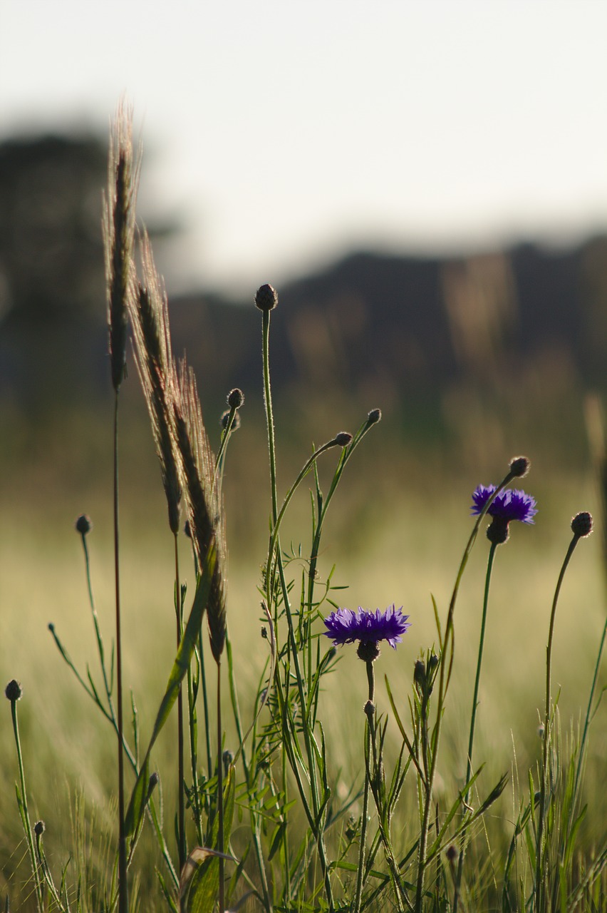 wayside nature grass free photo