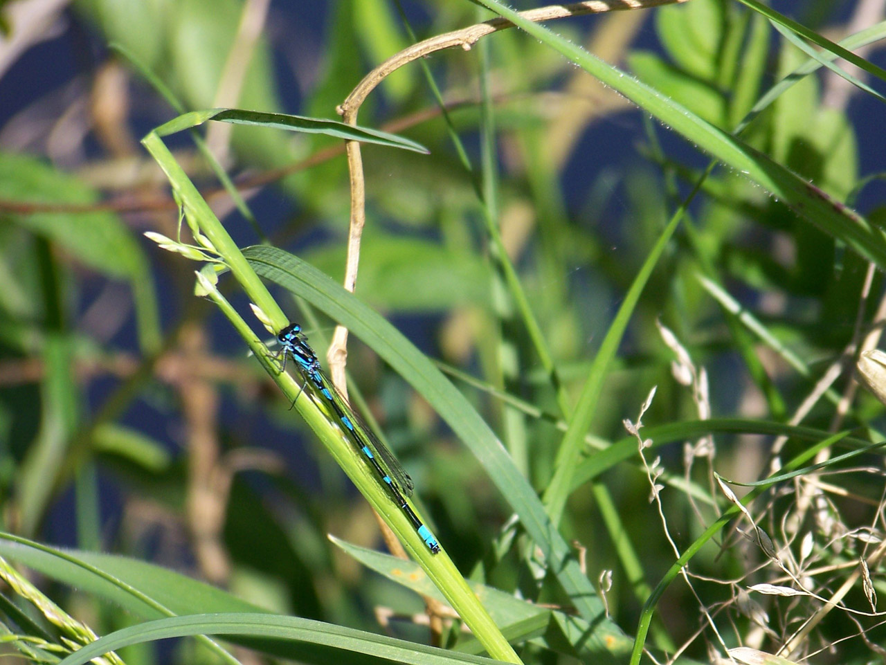 dragonfly grass meadow free photo