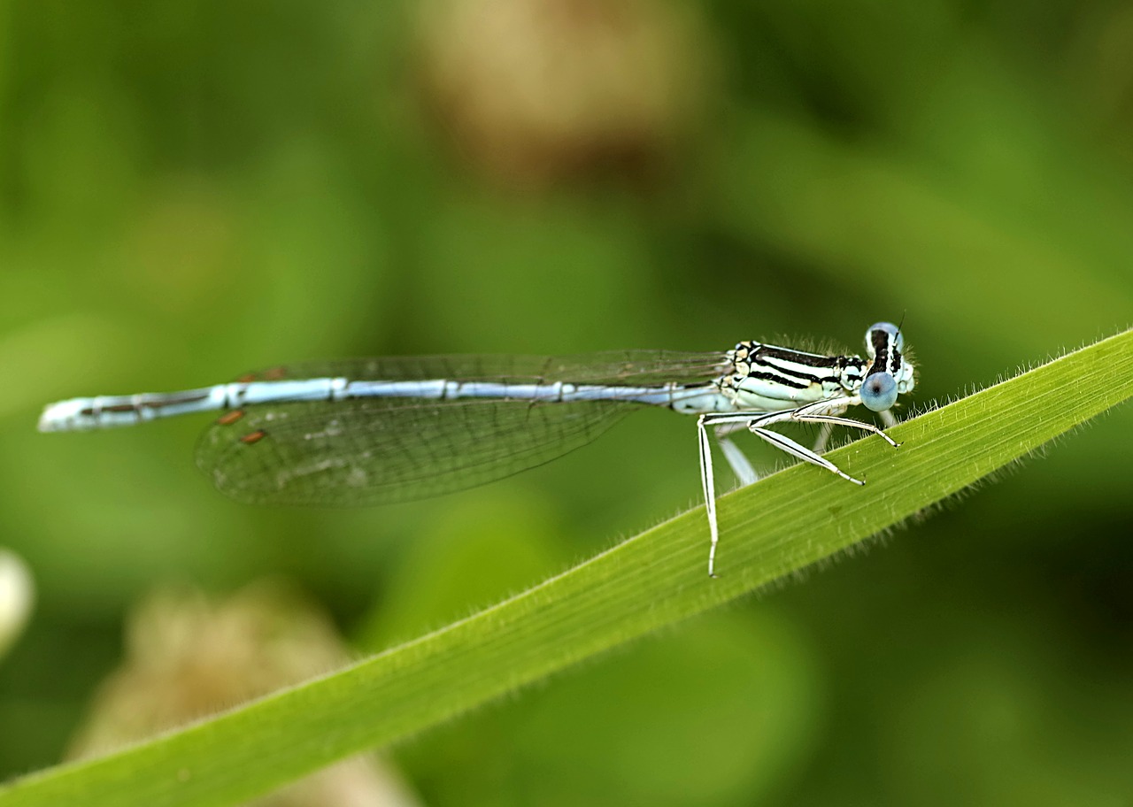 ważka blue insect free photo