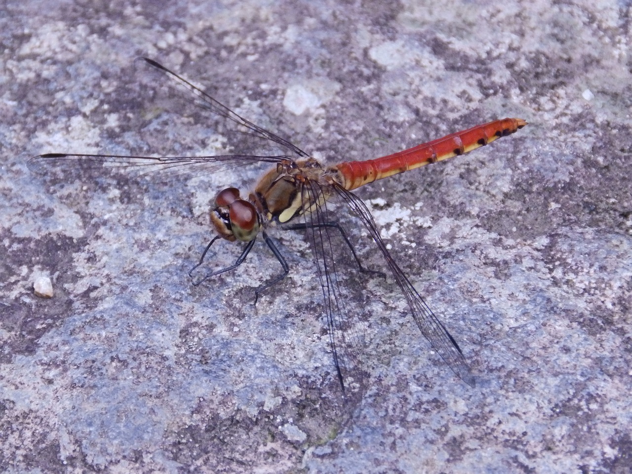 ważka macro insect free photo