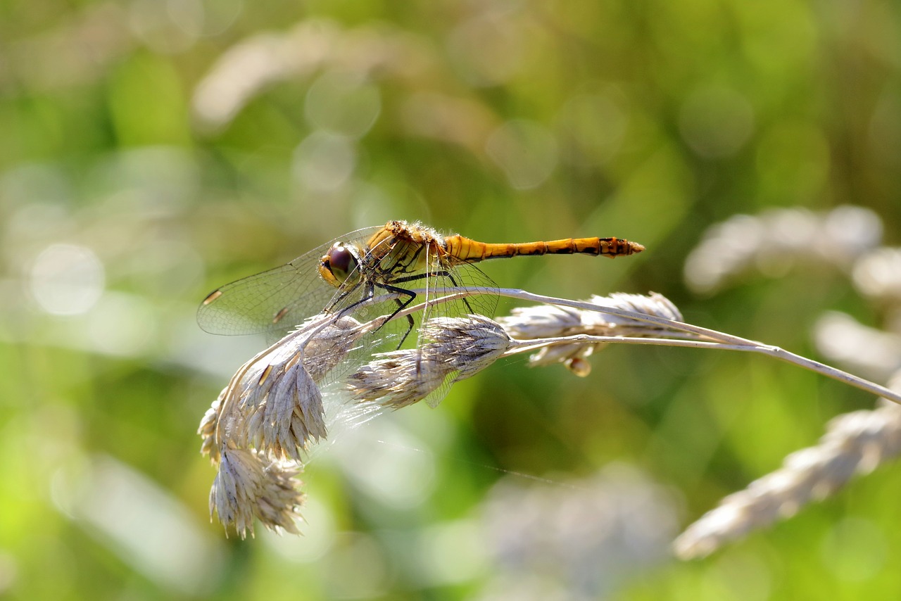 ważka insect wings free photo