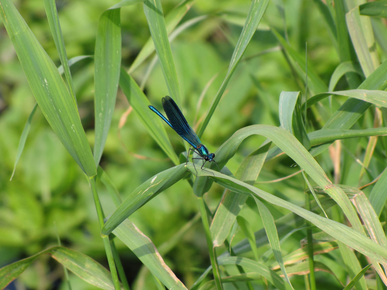 dragonfly nature dragonfly free photo