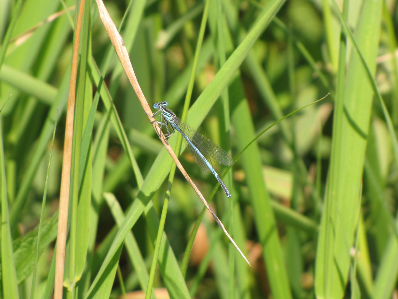 dragonfly nature dragonfly free photo