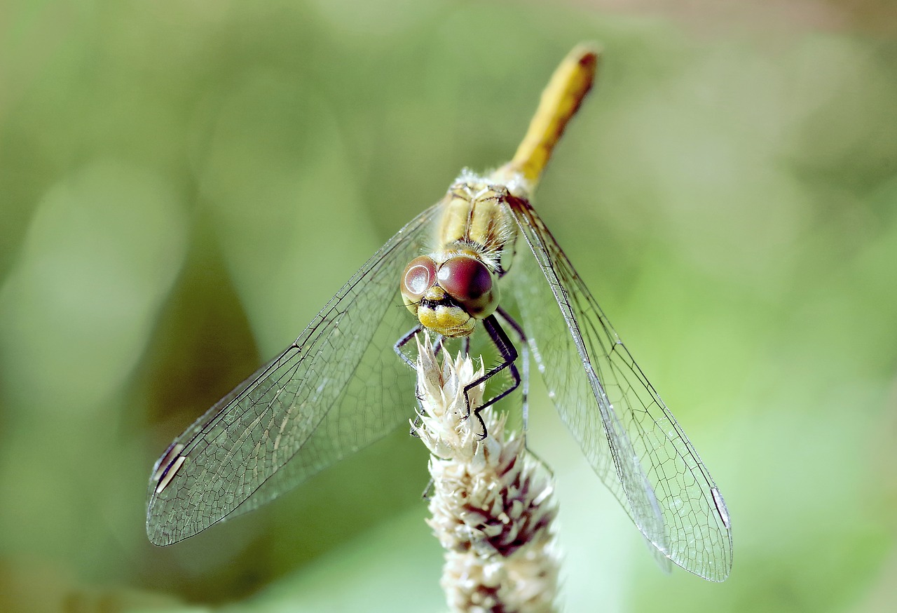 ważka insect dragonflies różnoskrzydłe free photo