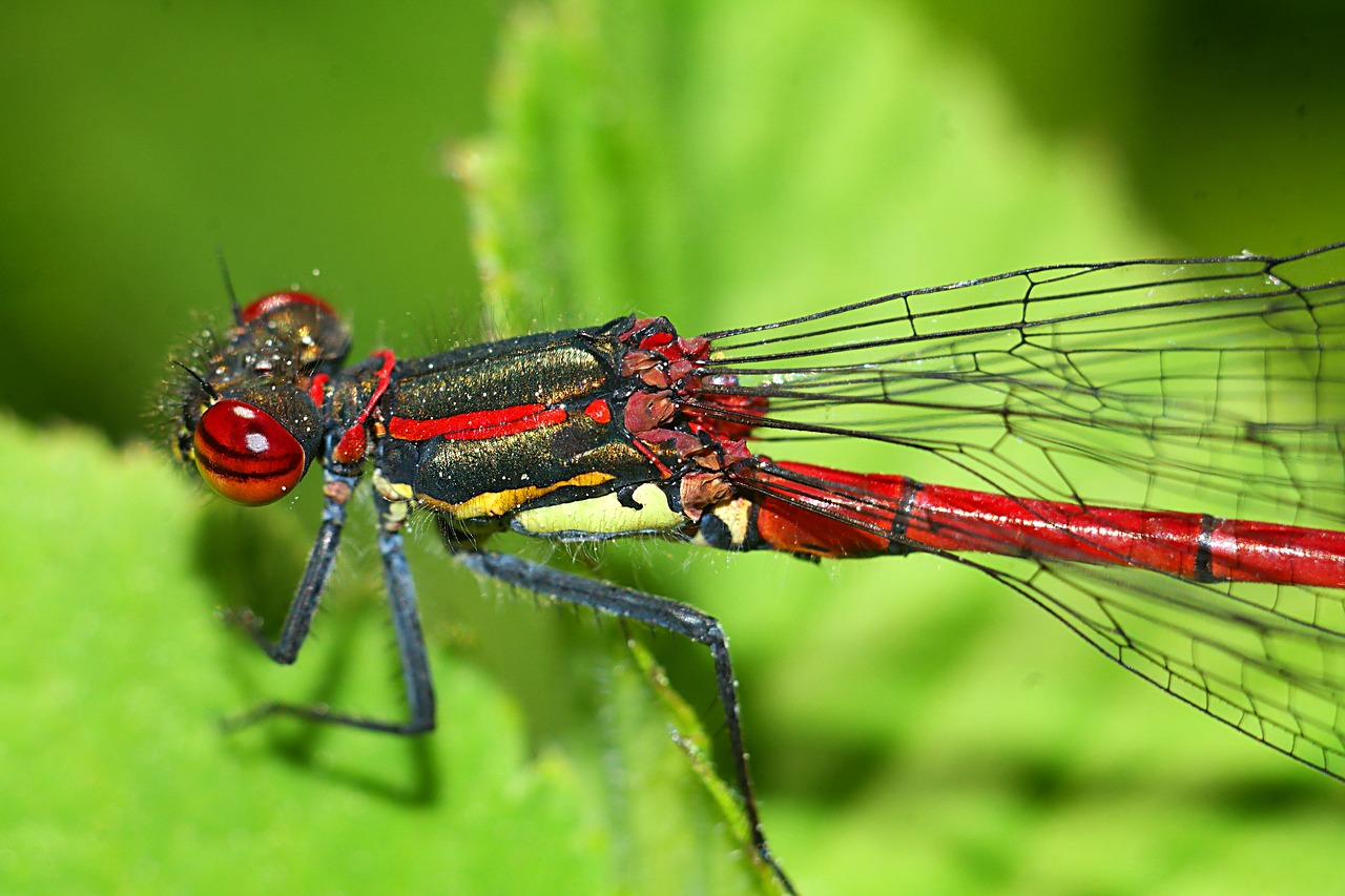 ważka  insect  closeup free photo