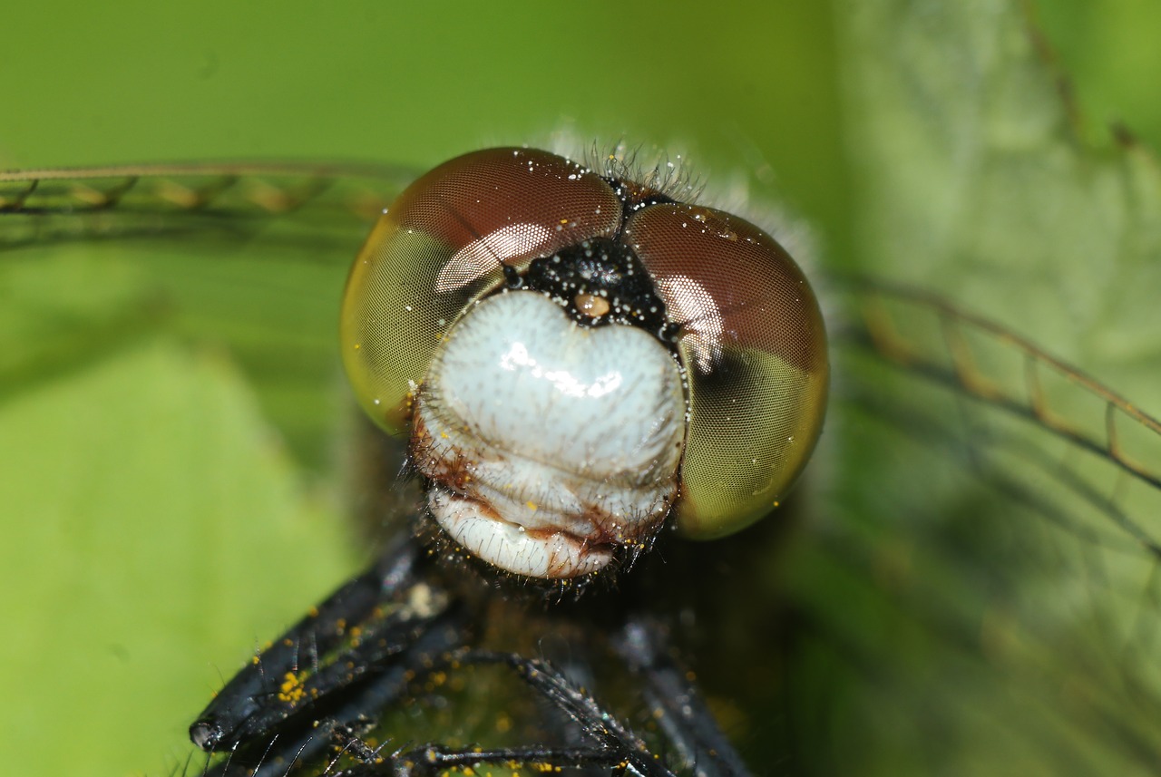 ważka  insect  macro free photo