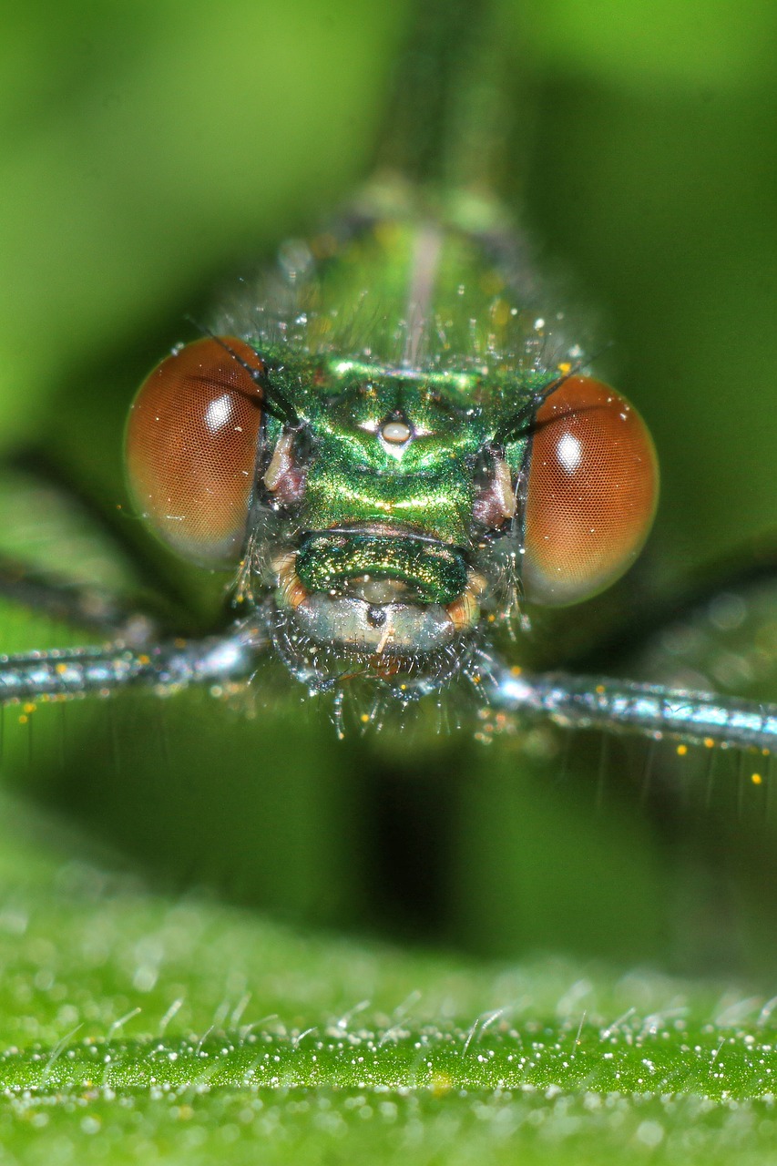 ważka  insect  macro free photo