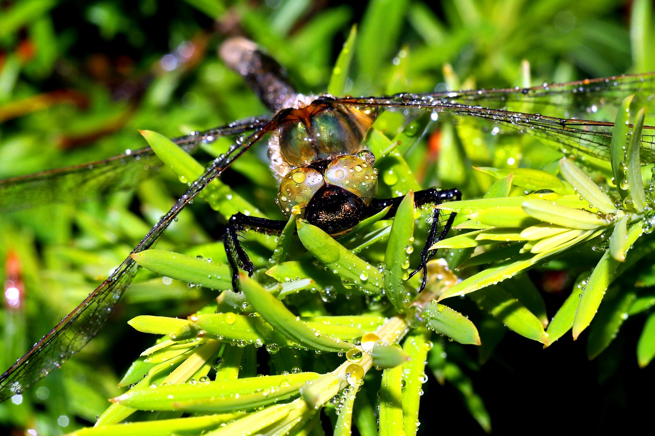 ważka  insect free pictures free photo