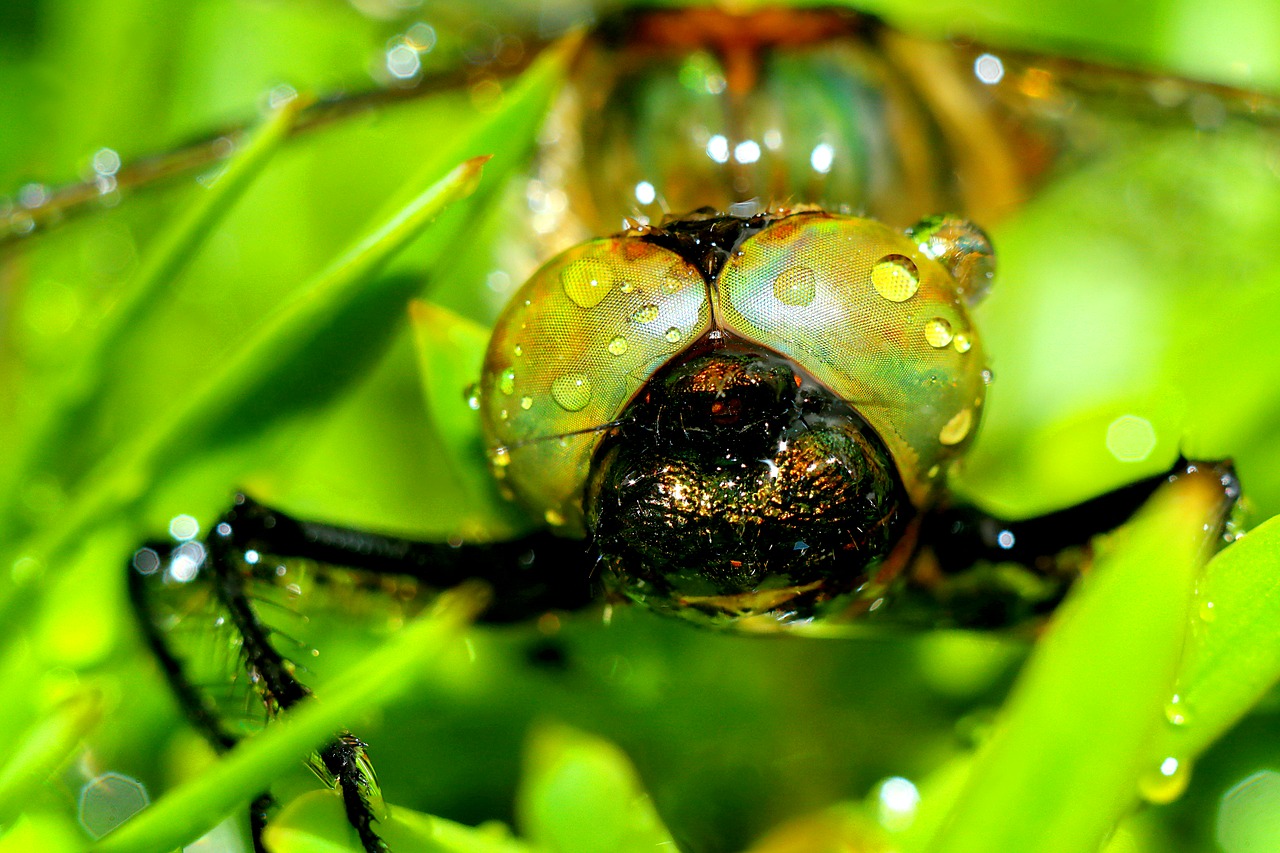 ważka  insect  macro free photo