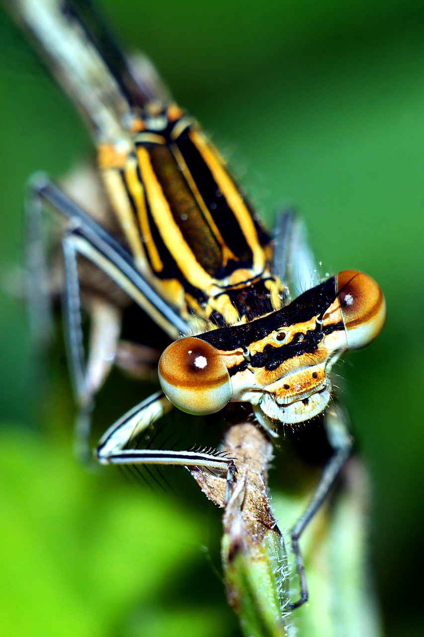 ważka  insect  macro free photo