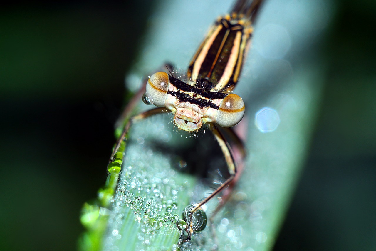 ważka  insect  macro free photo