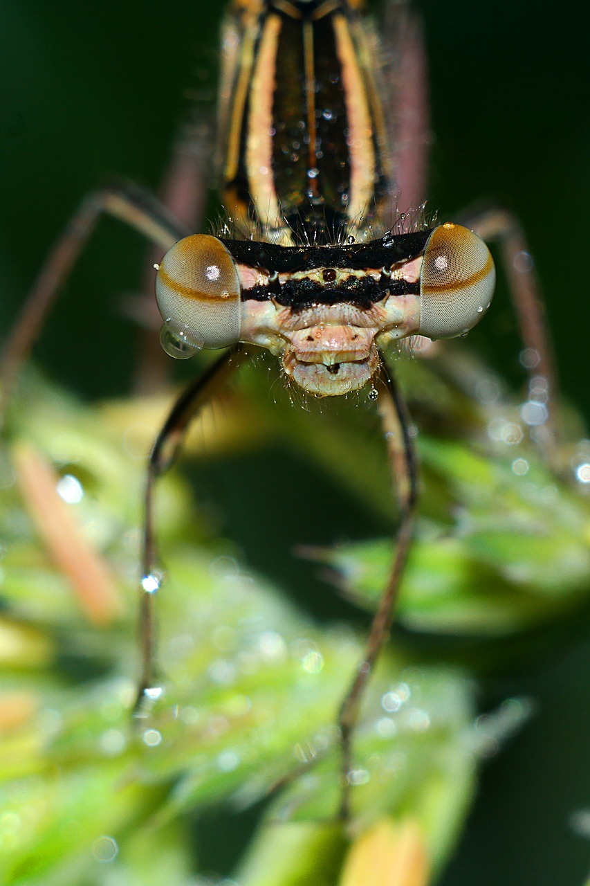 ważka  insect  macro free photo