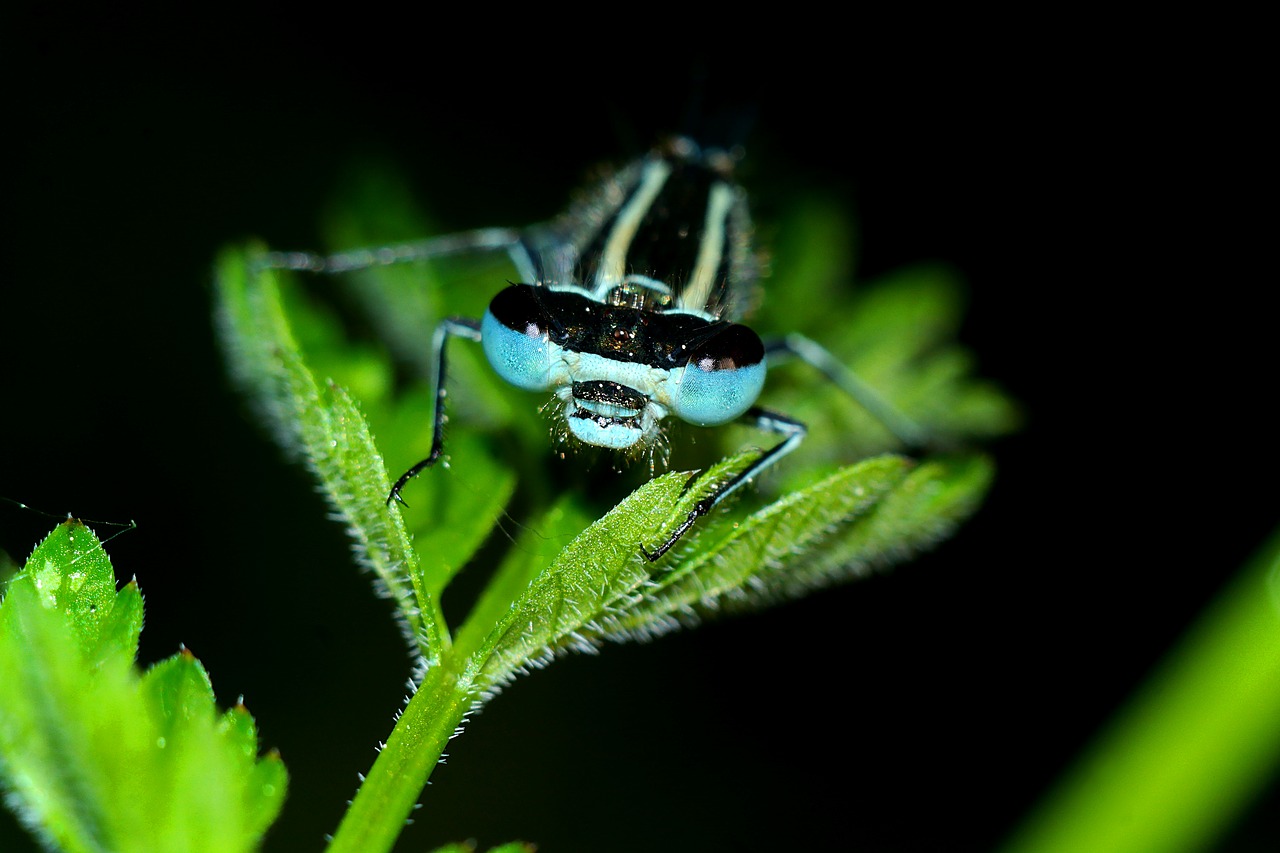 ważka  insect  closeup free photo