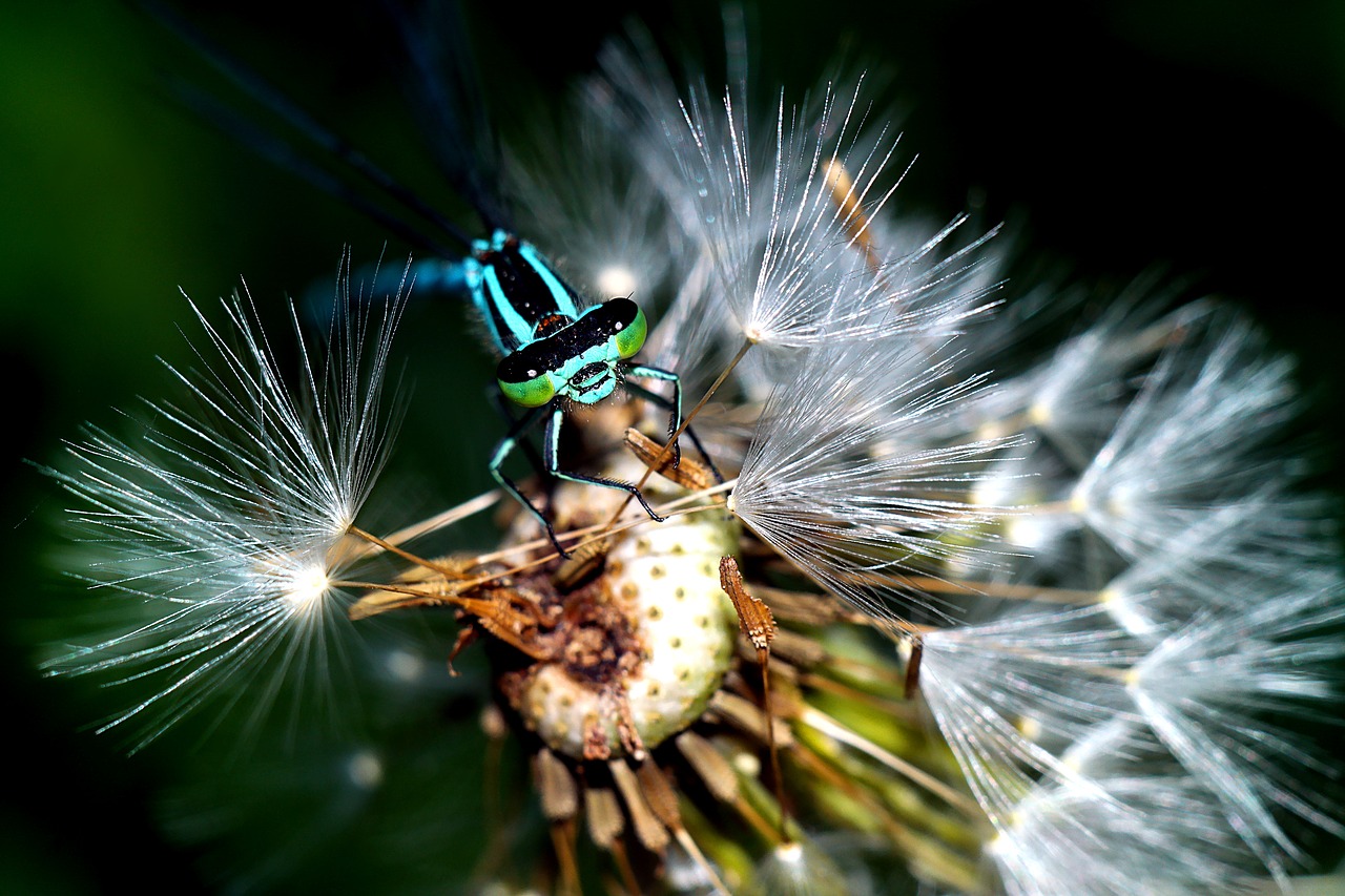 ważka  insect  macro free photo