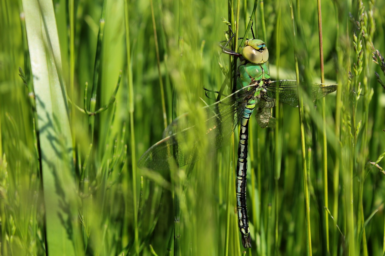 ważka  insect  nature free photo