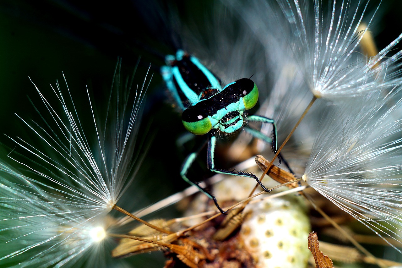 ważka  insect  closeup free photo