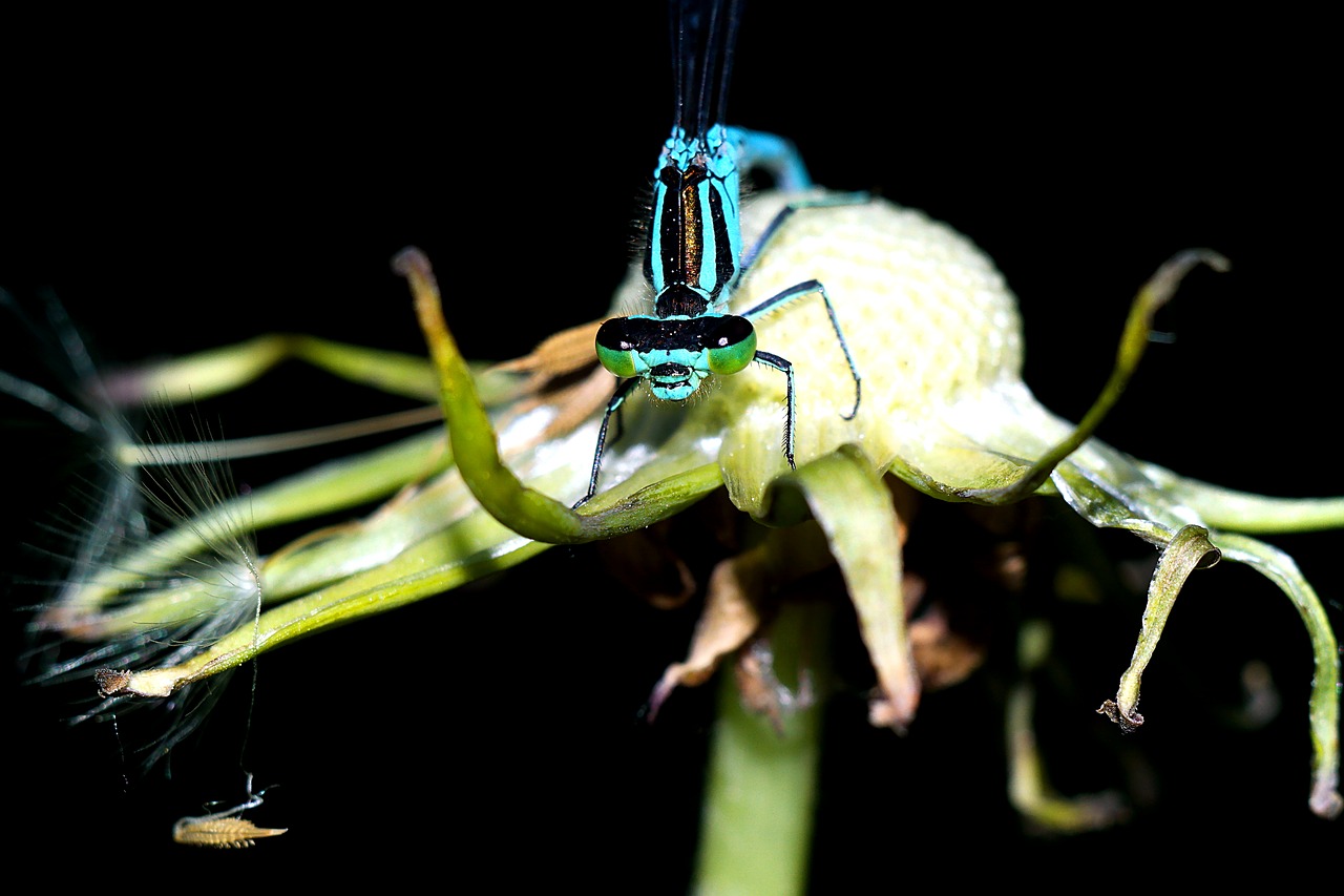 ważka  insect  macro free photo