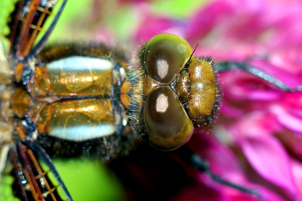 ważka  insect  macro free photo