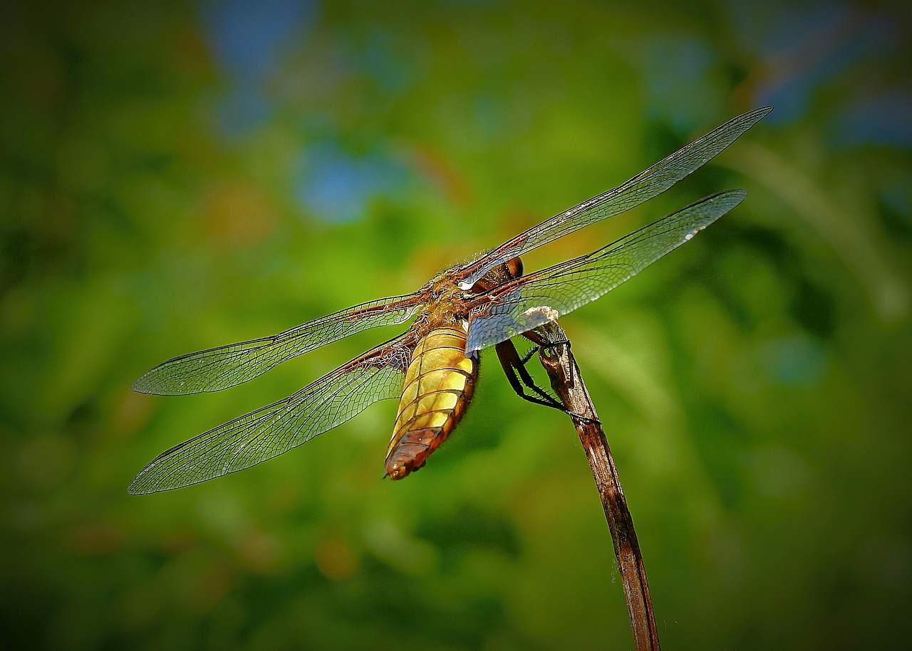 ważka  insect  beauty of nature free photo