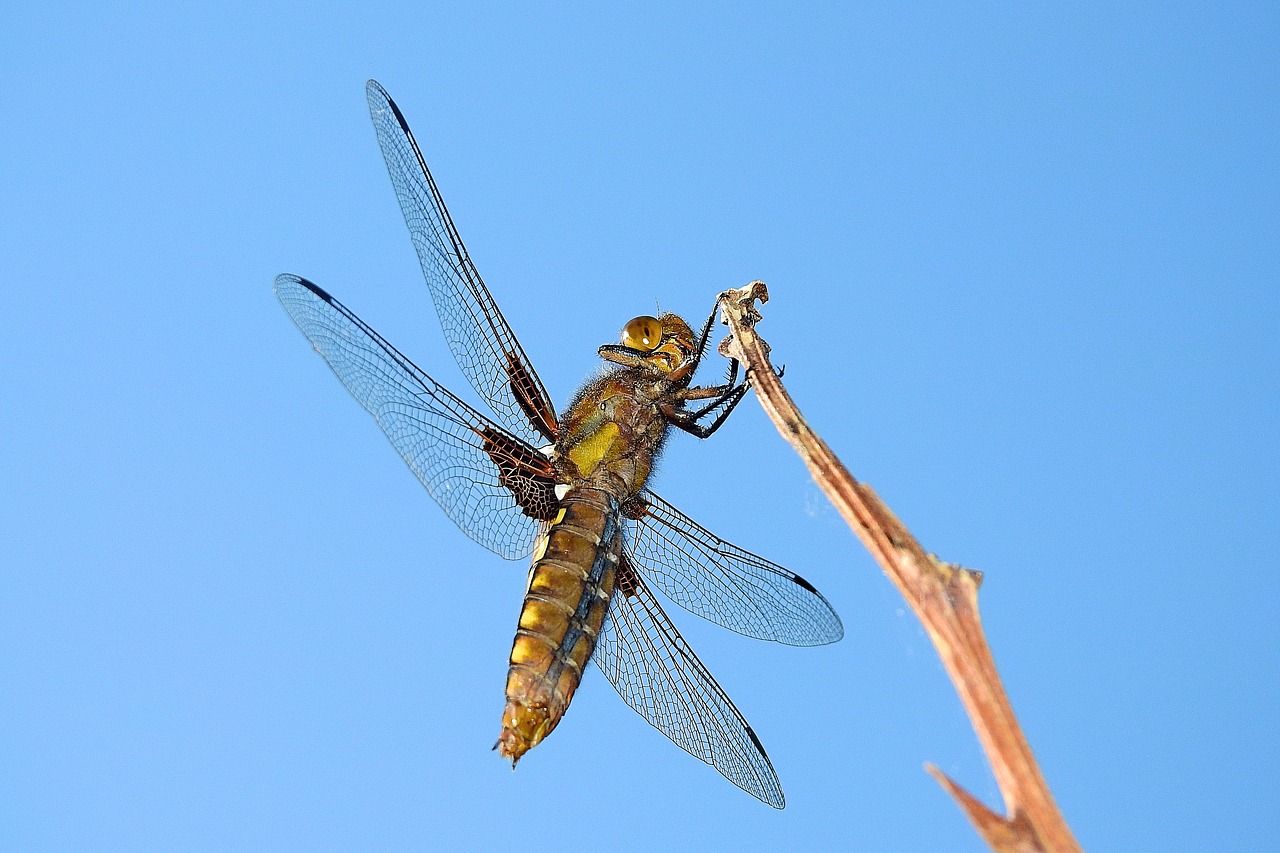 ważka  nature  insect free photo