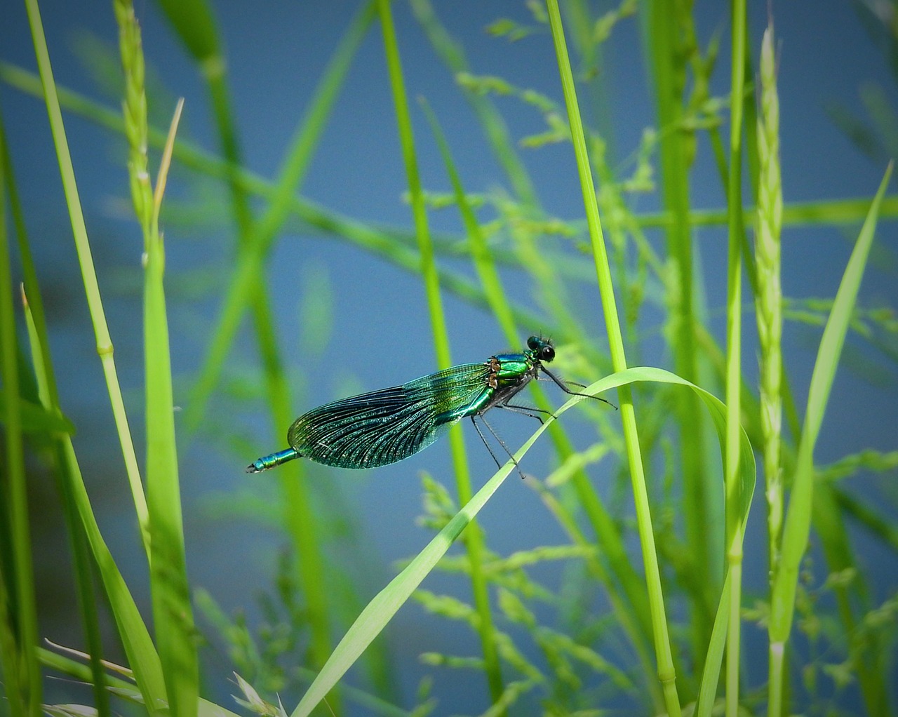 ważka  river  insect free photo