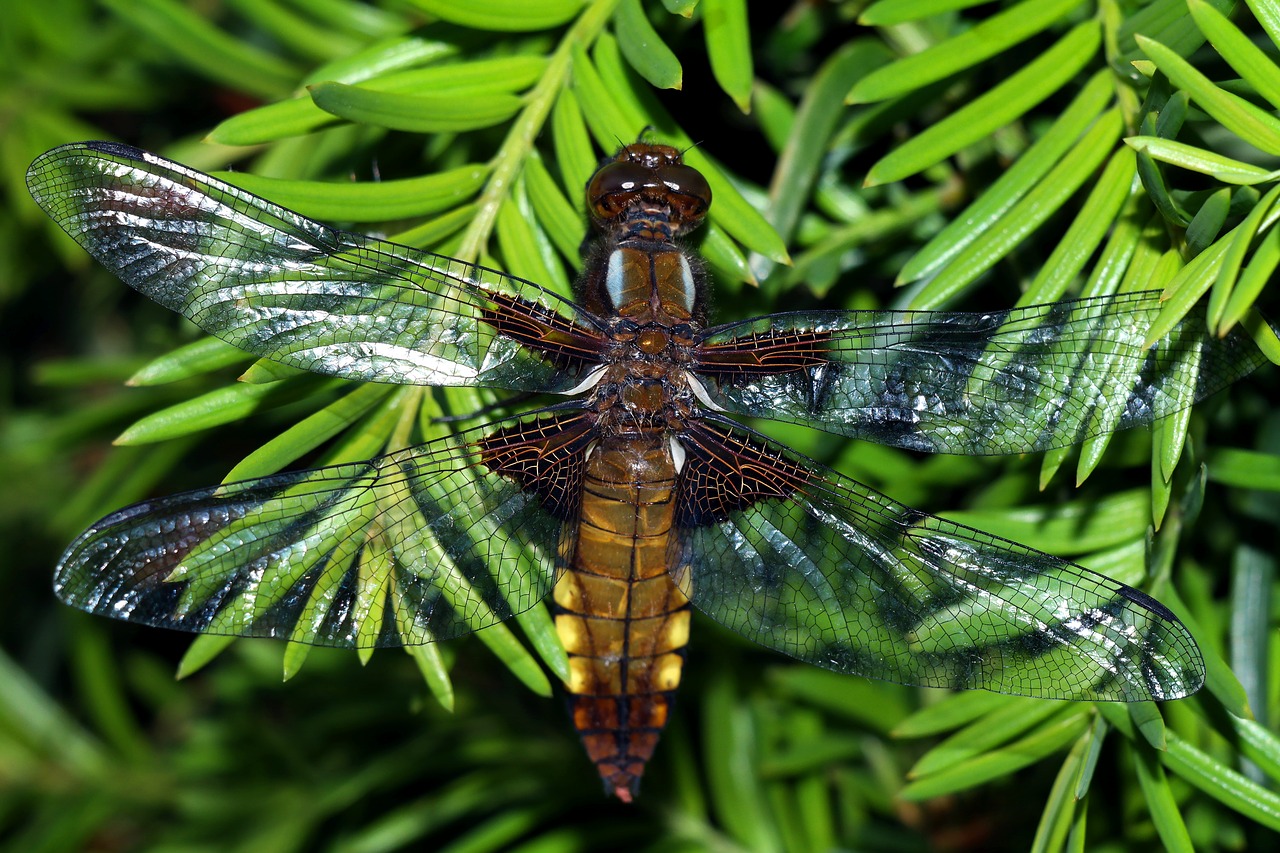 ważka  insect  nature free photo