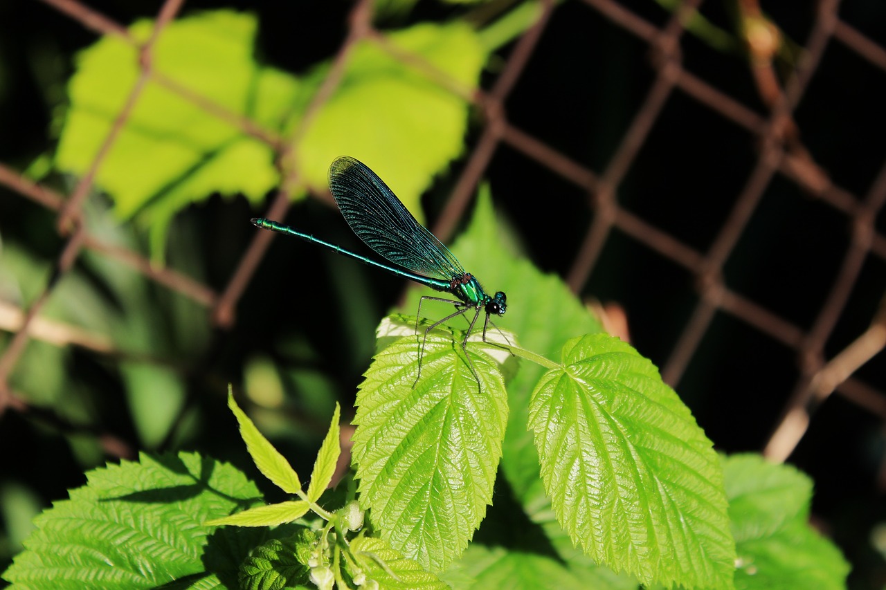ważka  insect  dragonflies free photo