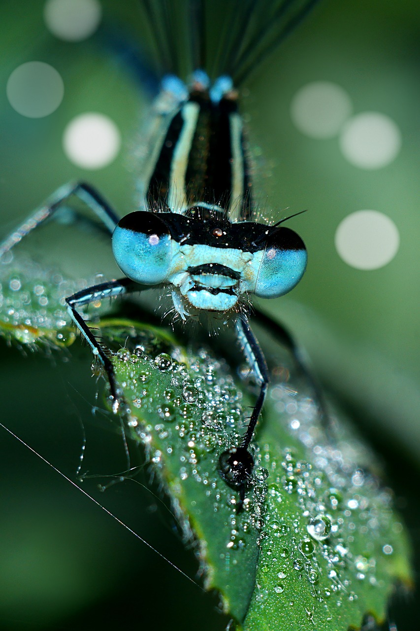 ważka  insect  macro free photo