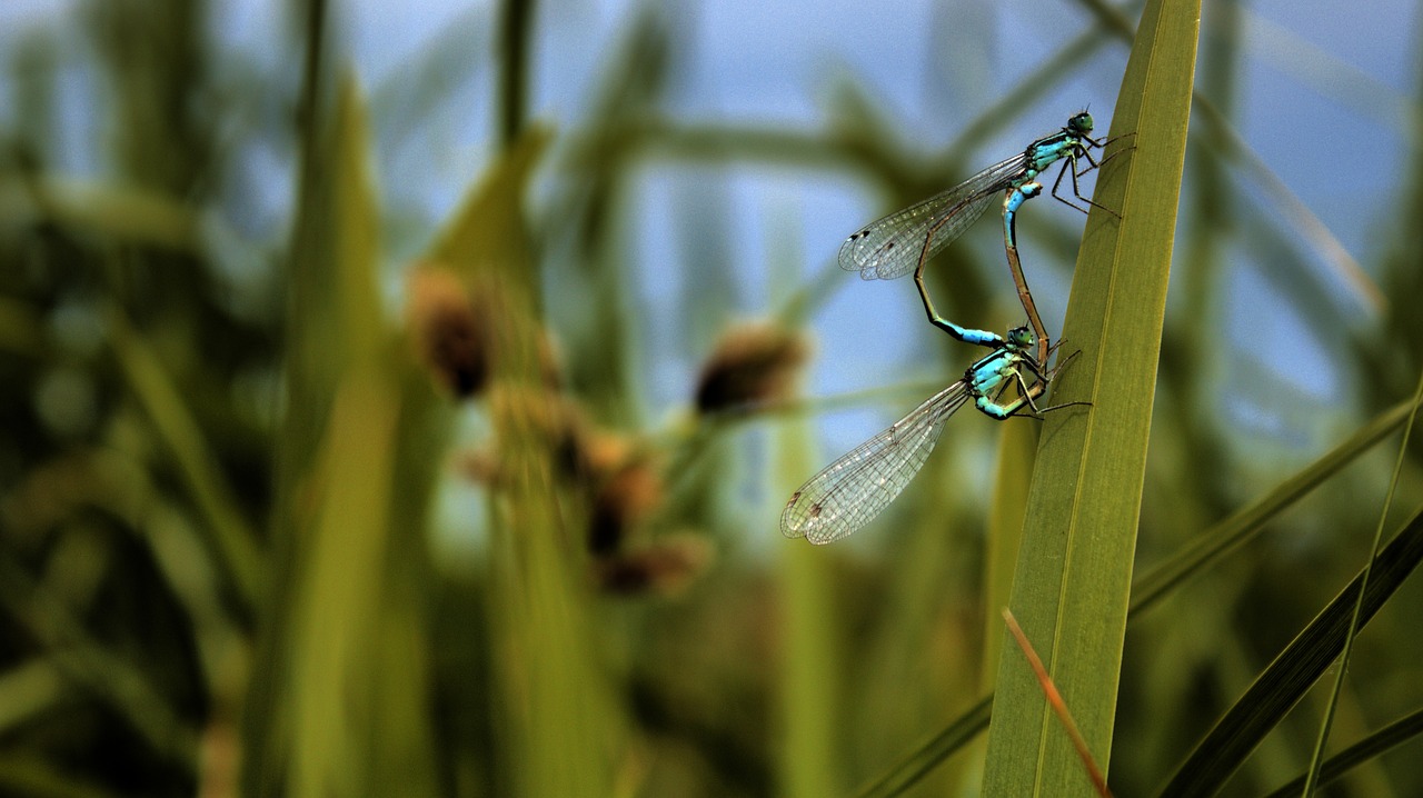 ważka  blue  nature free photo