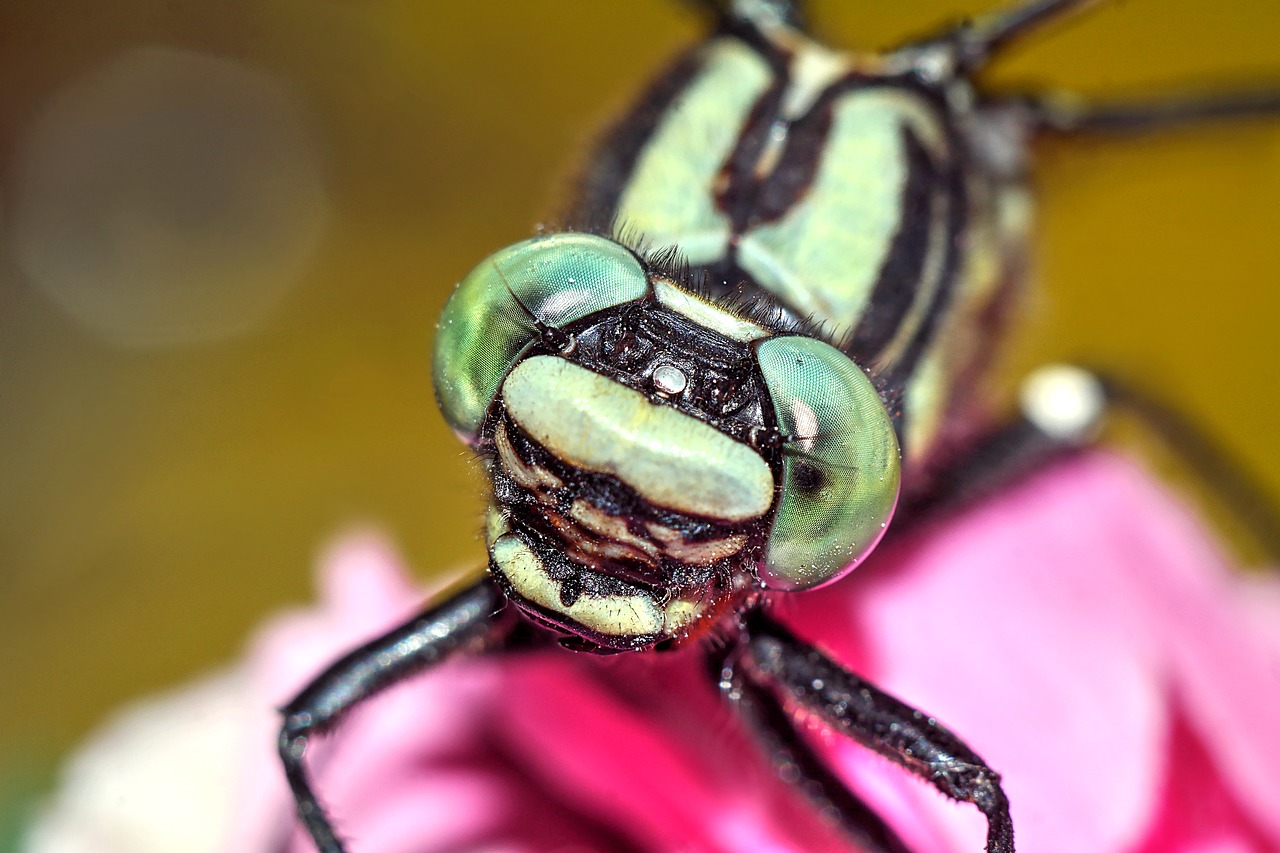 ważka  insect  macro free photo