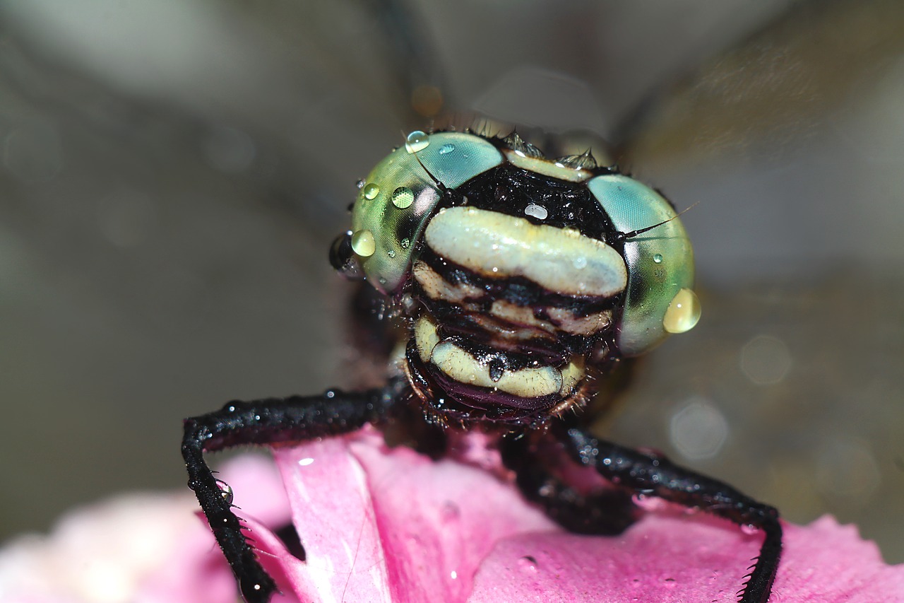 ważka  insect  macro free photo