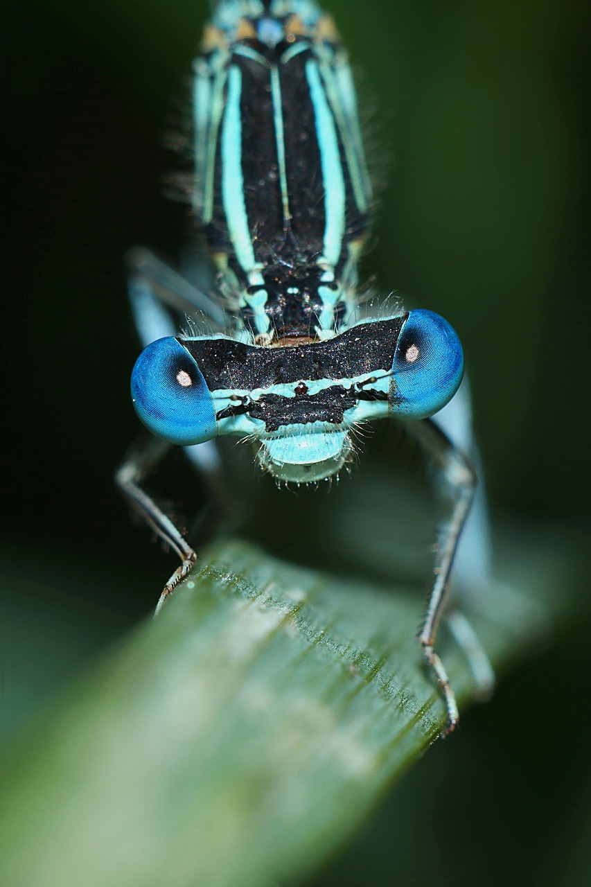 ważka  insect  closeup free photo