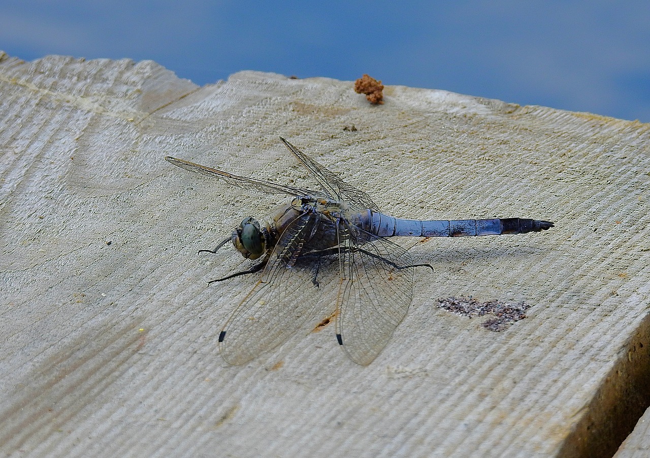 ważka  lake  insect free photo