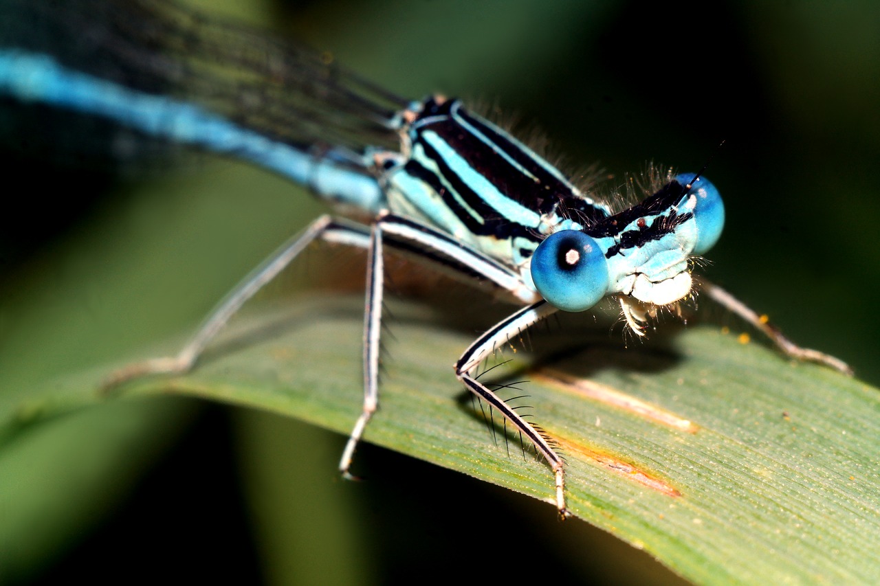 ważka  insect  macro free photo