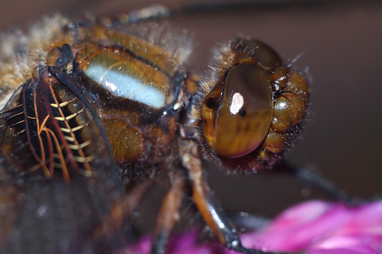 ważka  insect  macro free photo