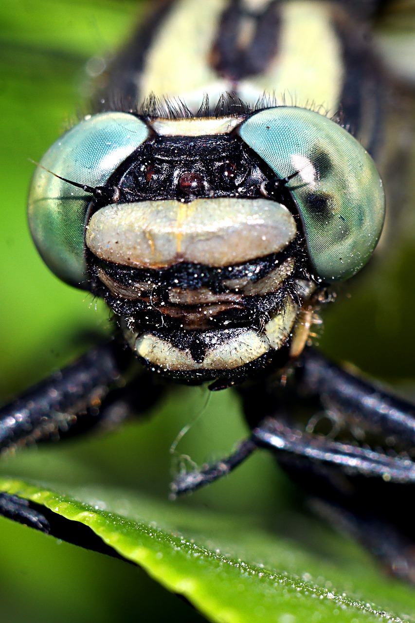 ważka  insect  macro free photo