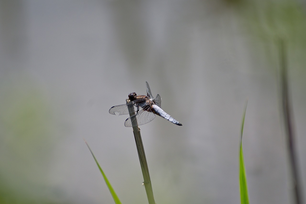 ważka  nature  insect free photo